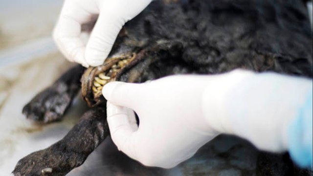 Un chiot vieux de 12000 ans retrouvé quasi intact dans la glace de Sibérie