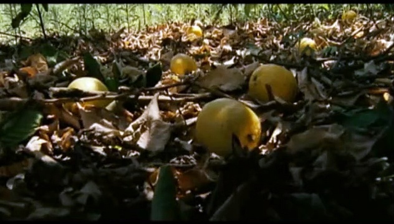 Limon Ağacı Orijinal Fragman