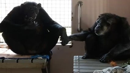 La belle réaction de deux chimpanzés qui se rencontrent pour la première fois dans un refuge