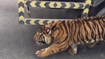 Quand un tigre se promène en plein milieu d'une route au Qatar