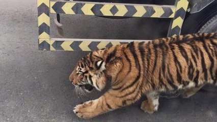 Quand un tigre se promène en plein milieu d'une route au Qatar