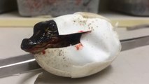 L'étonnante éclosion d'un oeuf d'alligator filmée dans un parc australien