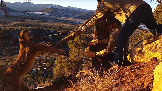 L'impressionnant sauvetage d'un puma coincé dans un piège aux Etats-Unis