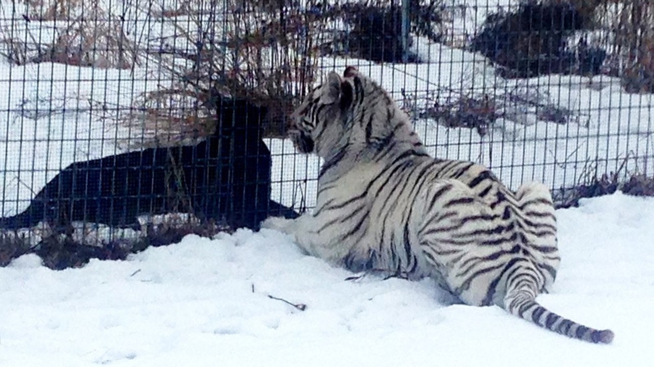 Quand une panthère noire se lie d'amitié avec un tigre blanc dans un sanctuaire