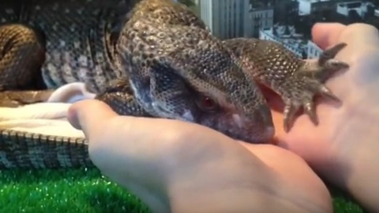 La surprenante affection entre un varan des savanes et son propriétaire