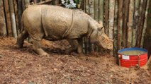 Des rhinocéros de Sumatra observés pour la première fois depuis 40 ans à Bornéo