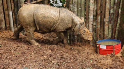 Des rhinocéros de Sumatra observés pour la première fois depuis 40 ans à Bornéo