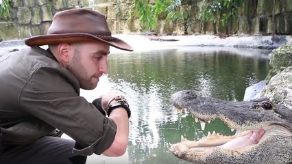Un aventurier se fait mordre le bras par un alligator américain