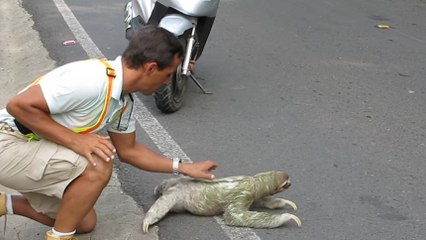 Quand un passant aide un paresseux à traverser la route au Costa Rica