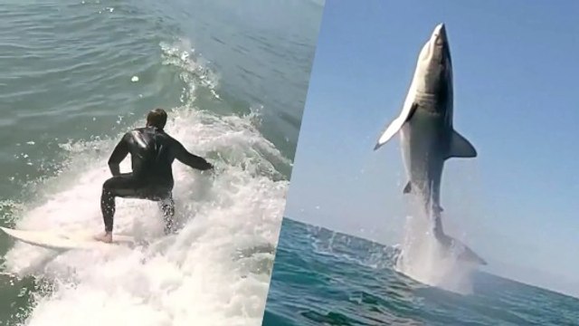 Des surfeurs capturent par hasard la pirouette d'un requin blanc hors de l'eau