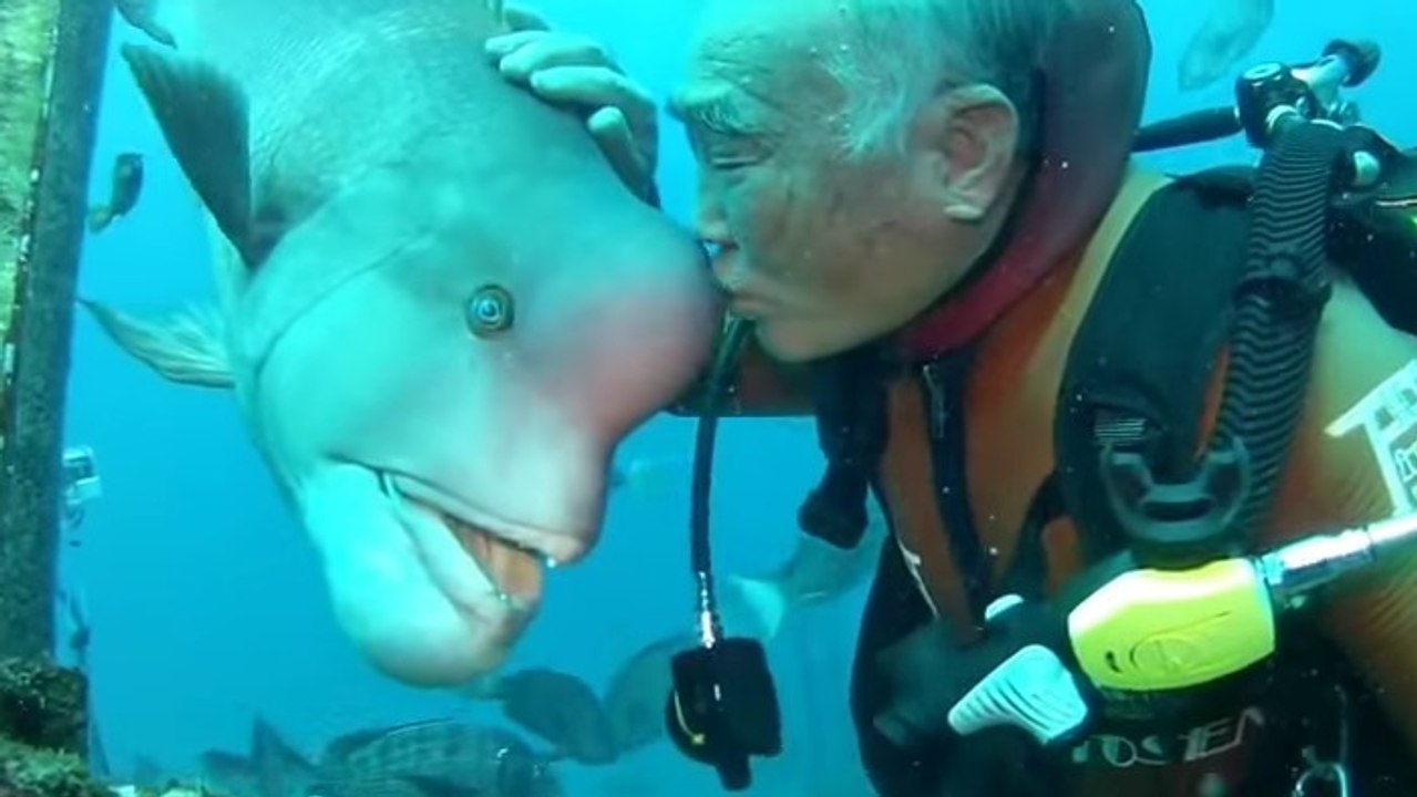 L'étonnante complicité entre un poisson et le plongeur japonais qui lui rend visite depuis 20 ans