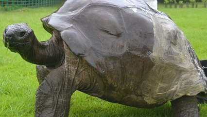 Jonathan, la tortue géante de 184 ans vient de prendre le premier bain de sa vie
