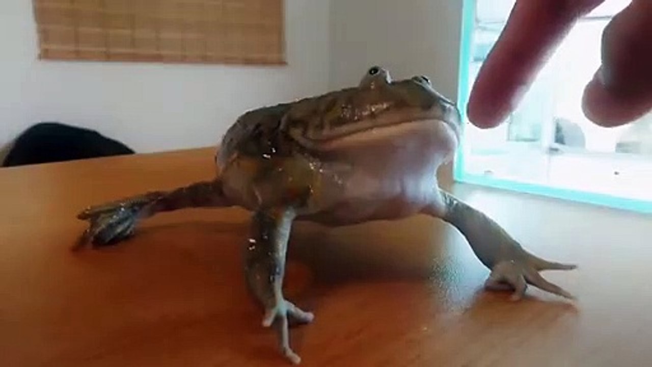 Budget Frog's Wrath 　