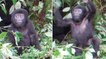 Quand un petit gorille apprend à frapper son torse comme un adulte (Vidéo)
