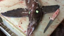 Une étrange créature aux yeux verts intrigue des pêcheurs