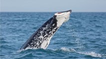 Une baleine repérée sans queue en Nouvelle-Zélande surprend les scientifiques