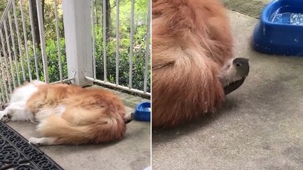 Quand un oiseau dérobe des poils à un chien endormi