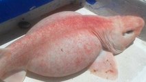 Un étrange requin rose capturé au large du Mexique intrigue des pêcheurs