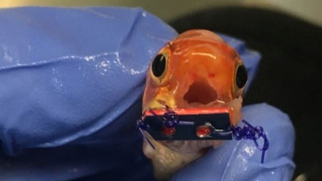 Un vétérinaire fabrique un appareil dentaire à un poisson rouge né sans mâchoire