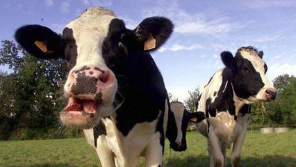 Un cas de maladie de la vache folle détecté en France
