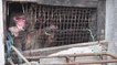 Une organisation secourt un singe retenu prisonnier depuis 25 ans en Thaïlande