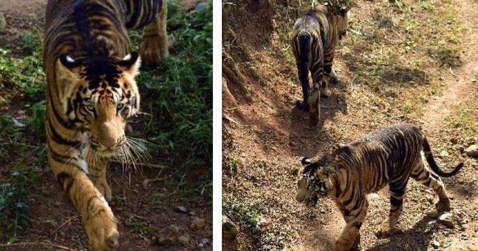 Deux tigres noirs très rares, d'une couleur étonnamment sombre, ont été photographiés en Inde