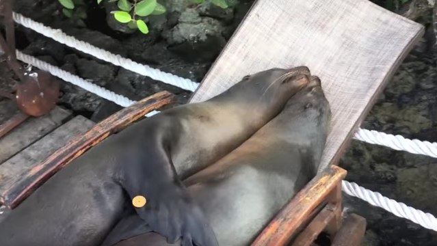Ces otaries ont trouvé l’endroit idéal pour faire la sieste