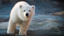 Une petite ourse polaire fait sa première apparition en public aux Etats-Unis