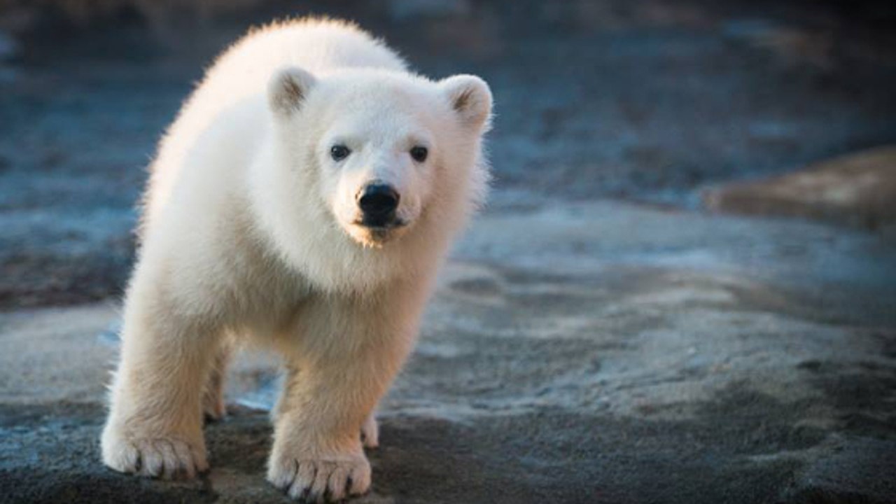 Une petite ourse polaire fait sa première apparition en public aux Etats-Unis