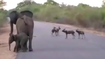 Quand une éléphante défend son petit contre une meute de lycaons