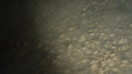Des chercheurs filment un immense essaim de crabes dans les profondeurs