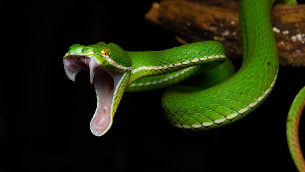 Quels effets le venin des serpents a-t-il sur le corps ?