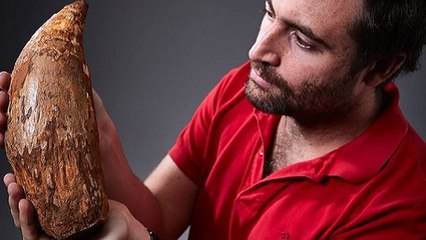 Une dent de cachalot vieille de 5 millions d'années découverte sur une plage australienne