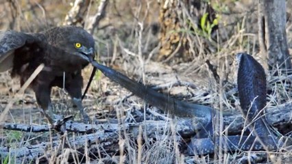 Quand un redoutable rapace s'attaque à un cobra en pleine nature