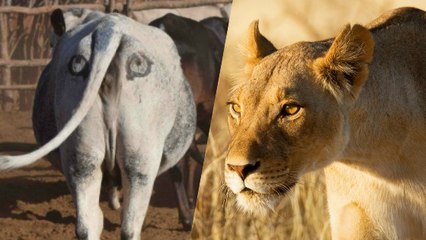 Des scientifiques testent une nouvelle stratégie étonnante pour protéger les lions sauvages