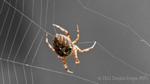 L'araignée accorde sa toile comme les cordes d’une guitare