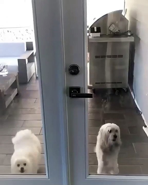 Cute Dog - #68