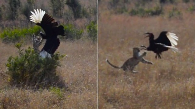 L'impressionnant duel entre un calao et un léopard filmé en pleine nature