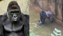 Un gorille abattu dans un zoo après qu'un enfant a chuté dans son enclos