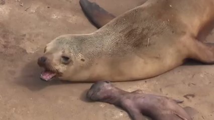 La déchirante réaction d'une otarie après la mort de son petit