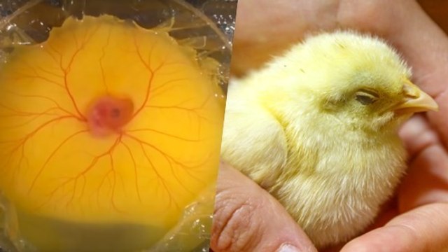 Un poussin peut-il grandir hors d'un oeuf ? Des étudiants japonais dévoilent une étonnante expérience