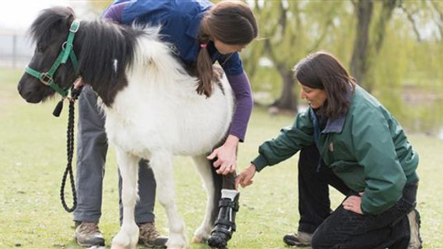 Un poney amputé remarche de nouveau grâce à une prothèse imprimée en 3D