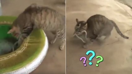 Quand un chat trop curieux se fait attaquer par un poulpe