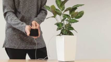 Bioo Lite : bientôt des plantes vertes pour recharger votre smartphone ?