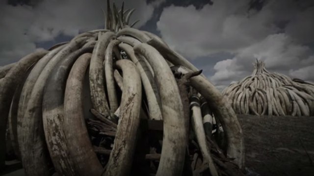 Le Kenya brûle plus de 100 tonnes d'ivoire pour stopper le braconnage des éléphants