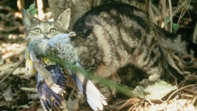 L'Australie part en guerre contre les chats sauvages pour sauver les perruches nocturnes
