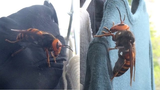 Une Japonaise découvre un insecte monstrueux dans son armoire