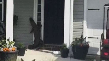 Un alligator surpris en train de sonner à une porte aux Etats-Unis