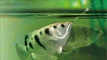 Ce petit poisson serait capable de reconnaitre les visages humains