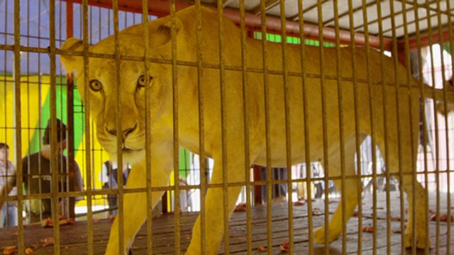 Trente-trois lions de cirque retrouvent leur liberté dans un sanctuaire d'Afrique du Sud